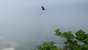 A bird soaring through the sky, symbolizing the journey from Fear and Forward.